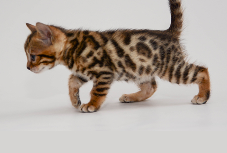 Bengal Kittens for sale near me
